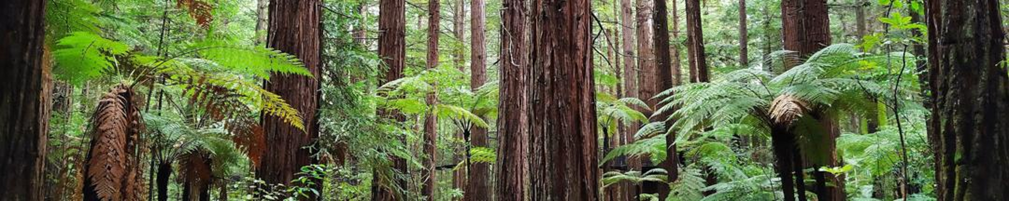 Urban Homes - Rotorua