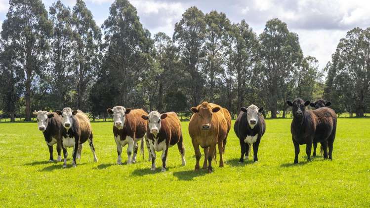 1007 State Highway 2 Masterton_7