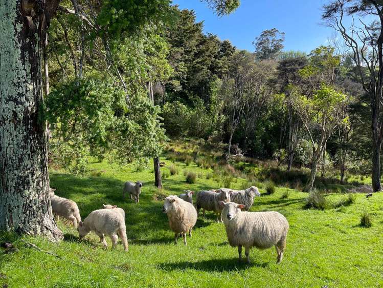318 Franklin Road Paparoa_37