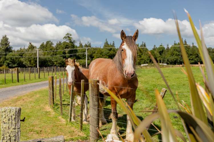 1466 Oropi Road Oropi_24