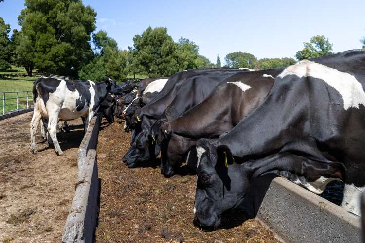 Lot 3/4/366 Karapiro Road Karapiro_11