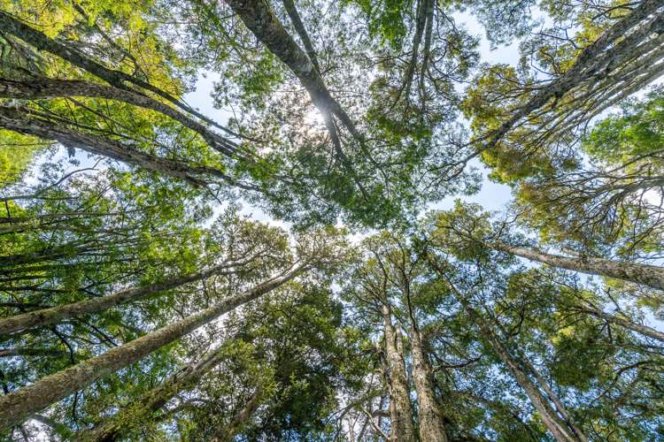 114 Hamilton Road Warkworth_28