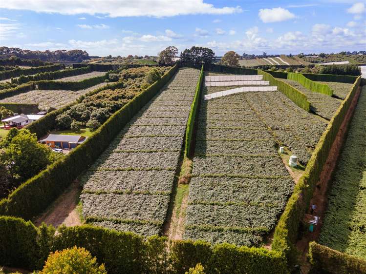 25 Crosby Lane Hauraki Surrounds_2