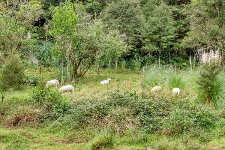 1042 Ngunguru Road Kiripaka_22