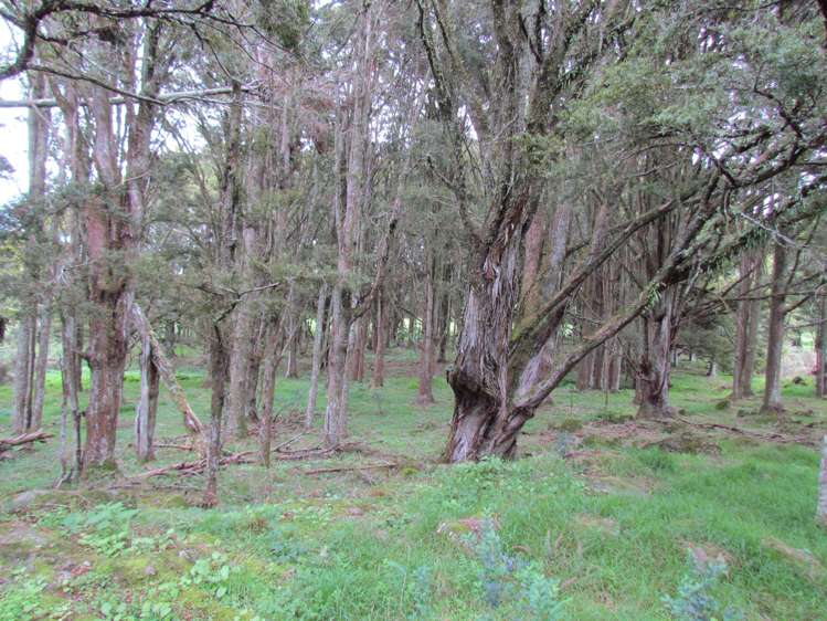 Carruth Road Poroti_8