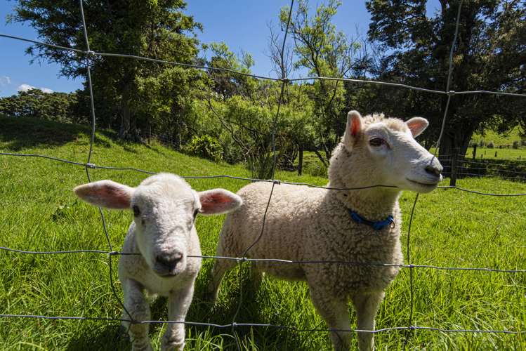 106 Mcbreen Road Hikurangi_7