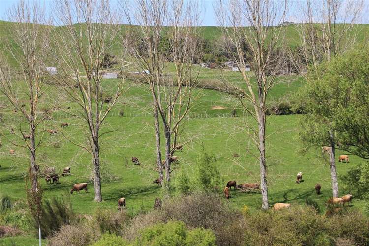 65 Willows Road Waihi_16