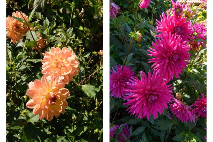 3 Phillips Drive Oropi_45