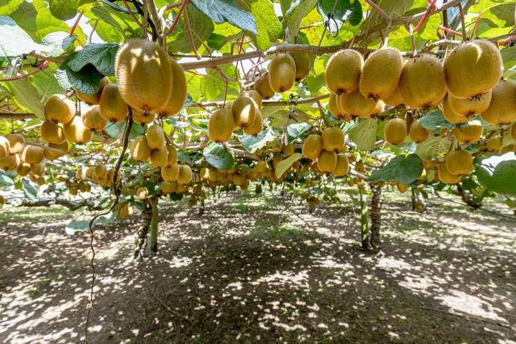 764b Te Matai Road Te Ranga_21