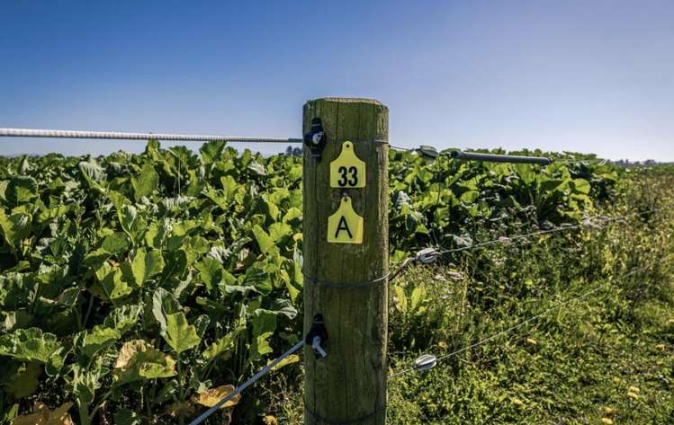 1710 Ealing Montalto Road Ashburton_33