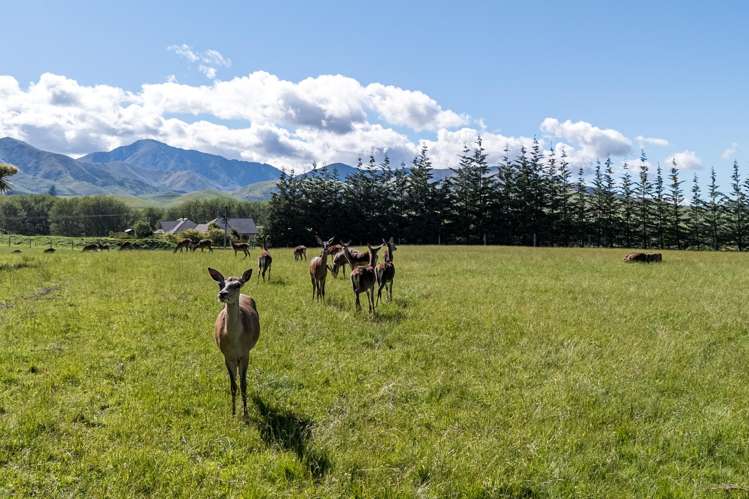 90 Butlers Road Fairlie_17