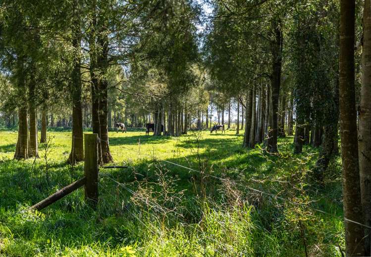 1807 Kahutara Road Kahutara_3