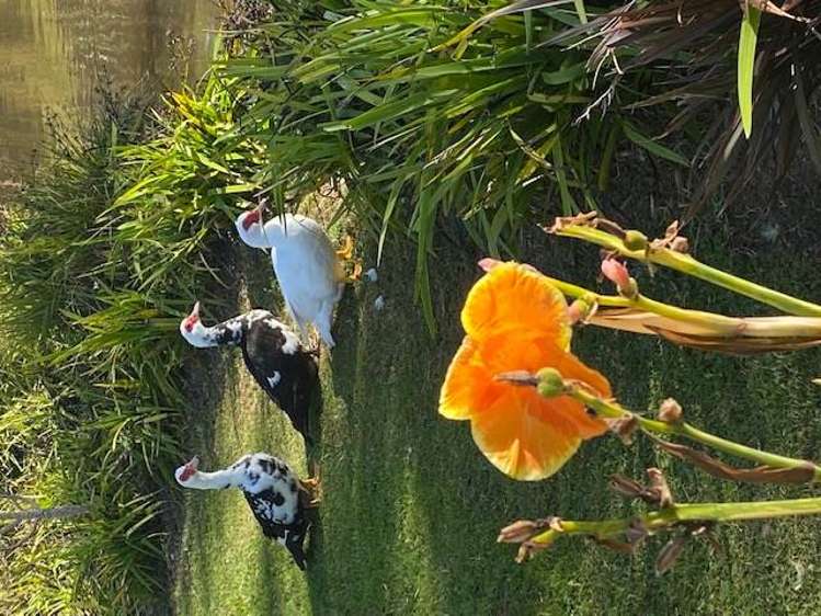 23 Birdsong Lane Mangawhai_10