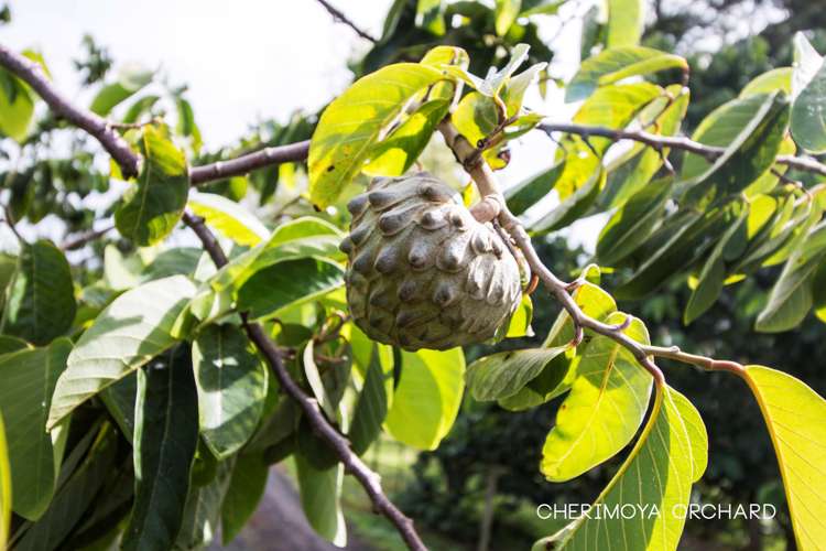 93 James Mackie Road Helensville_22