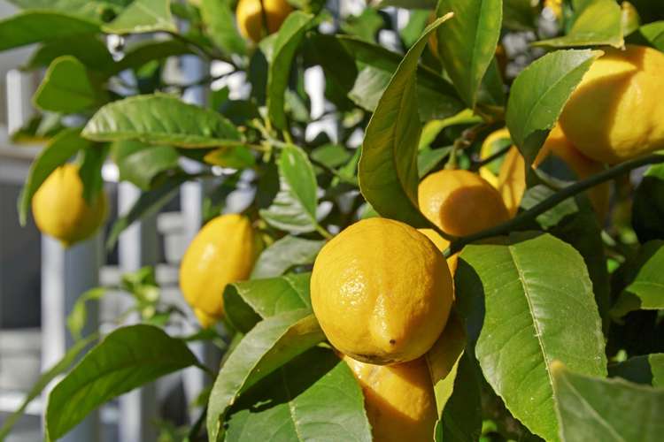 13 Forglen Place Tawa_17