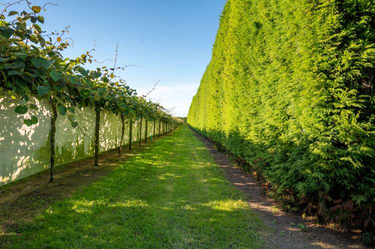 585d Mclaren Falls Road Kaimai_16