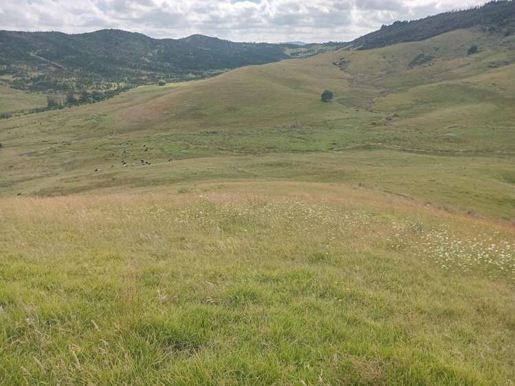 Lot 2 & 3/36 Te Moho Road Taipa_11