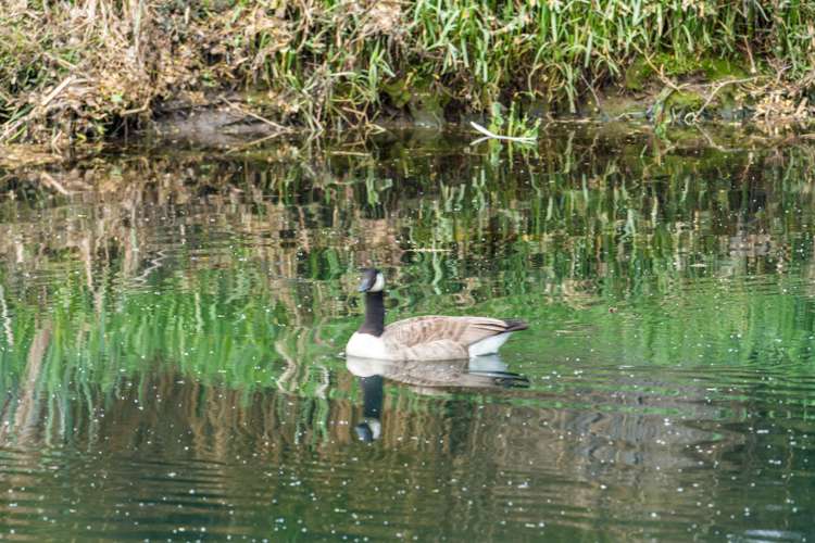 66 Richardson Terrace Woolston_19