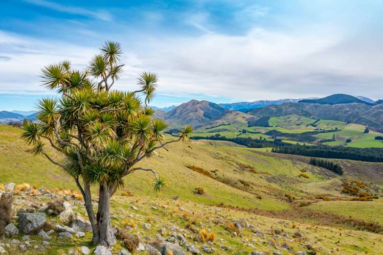 411 Waianiwaniwa Road Sheffield_15