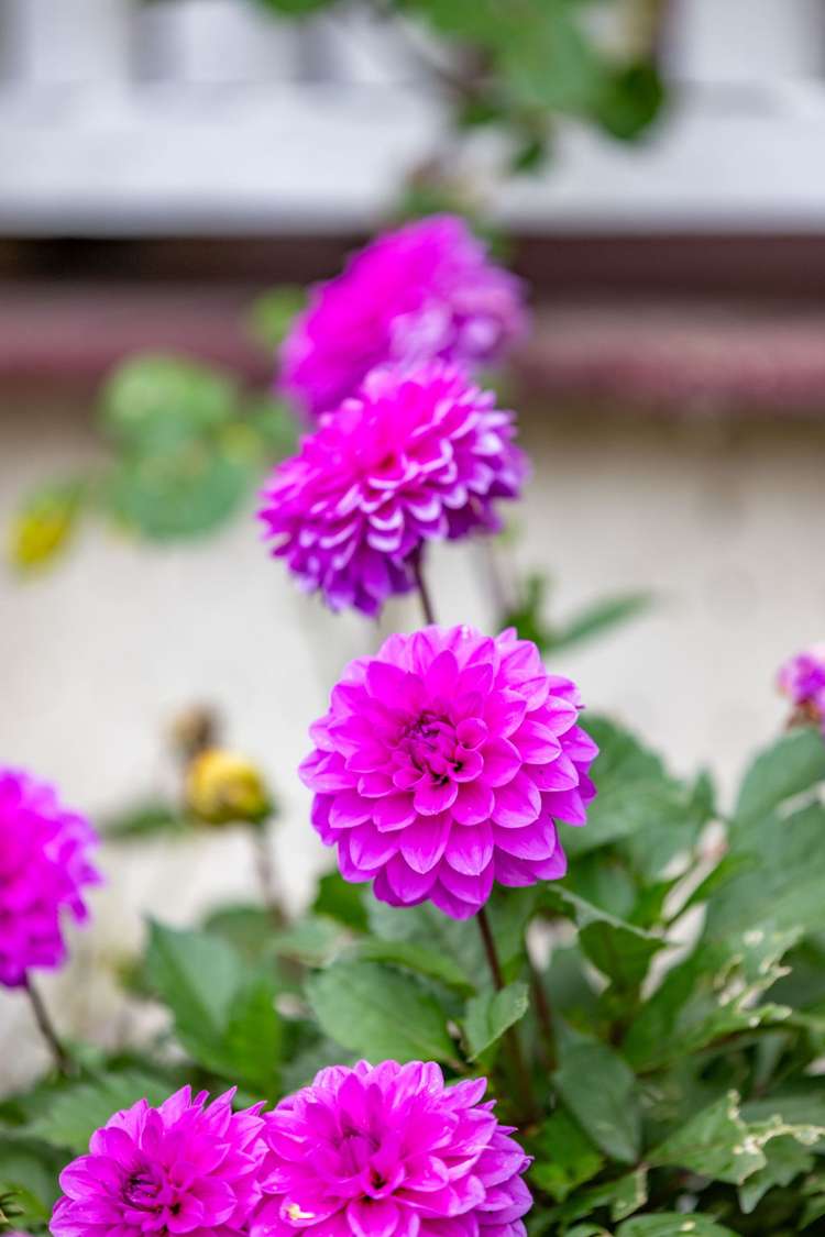 8 Sheridan Street Silverdale_55