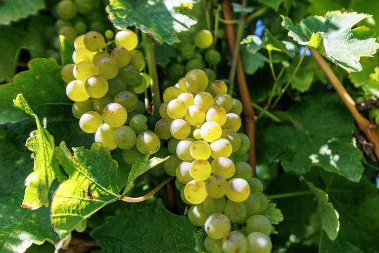 1224 Kaituna-Tuamarina Road Kaituna_17