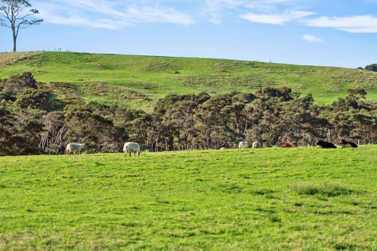 430 Blackbridge Road Dairy Flat_24