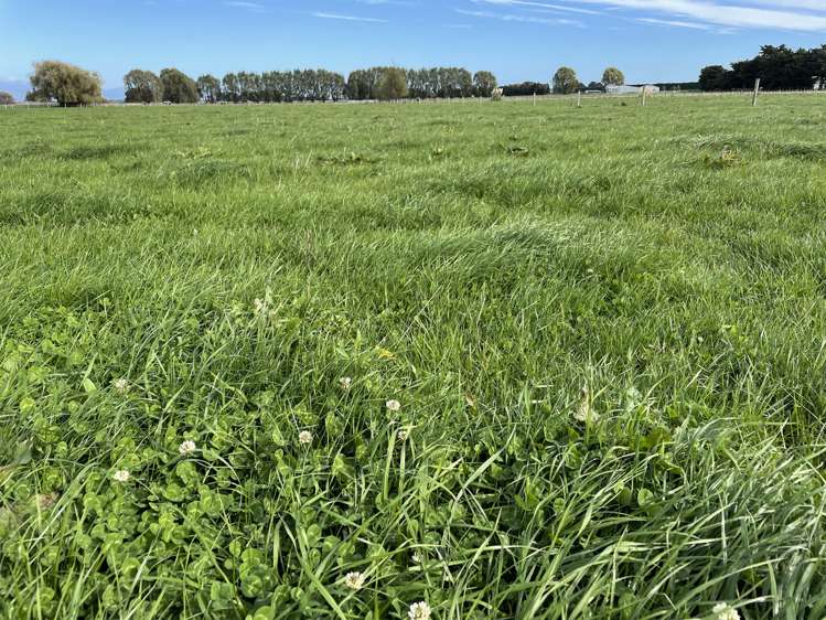 1228 Camerons Line Feilding_7