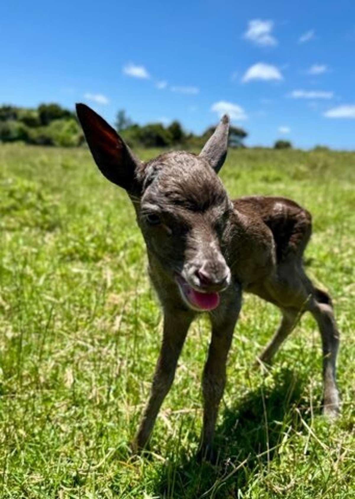 443 Lees Gully Road_2