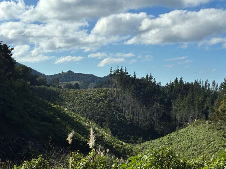 Taraunui Road Parua Bay_4