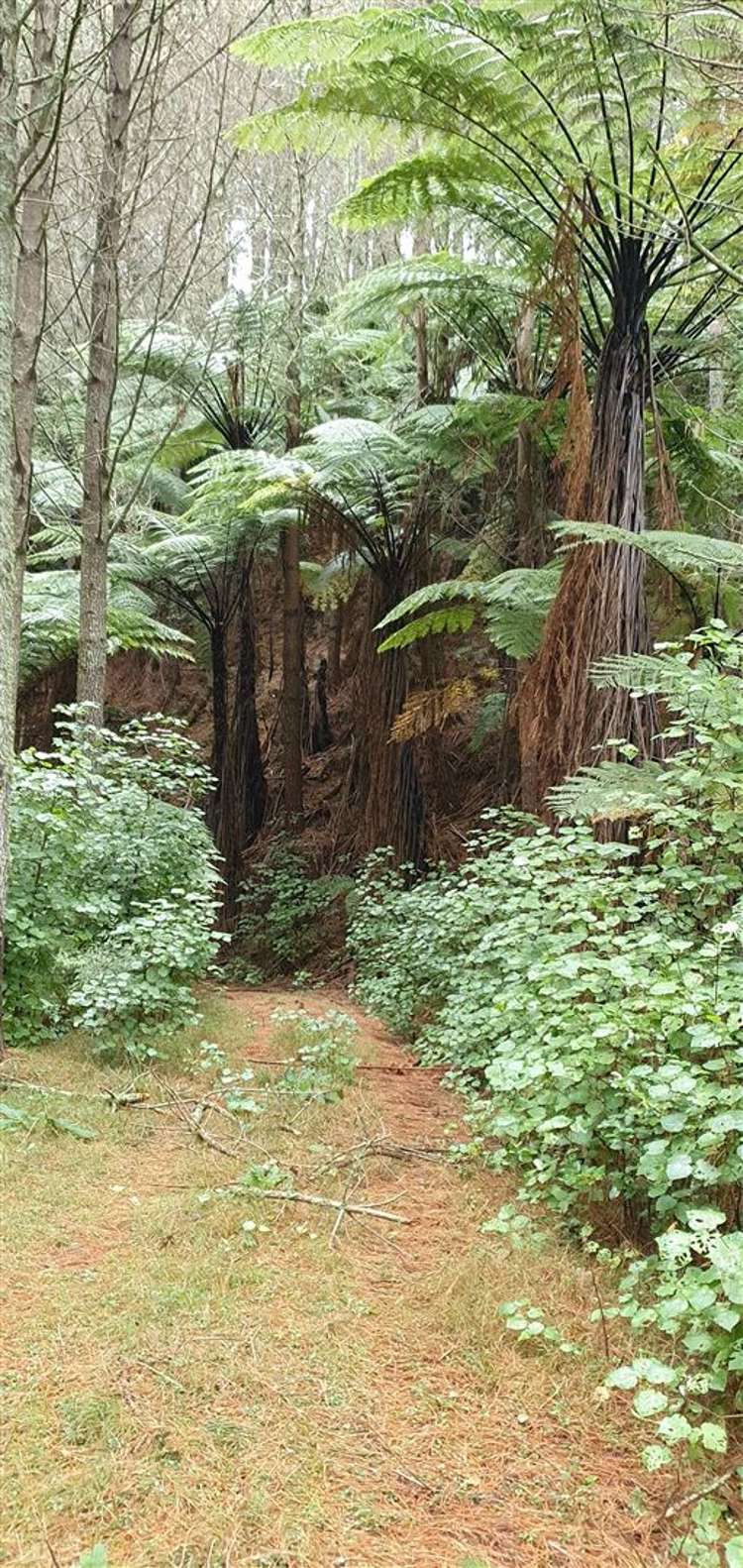 747c No 4 Road Te Puke_8