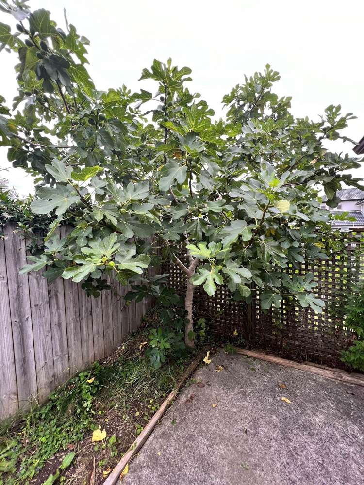 23 Mandival Avenue Flat Bush_11