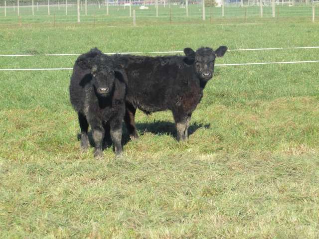 362 Ashburton Staveley Road Greenstreet_3