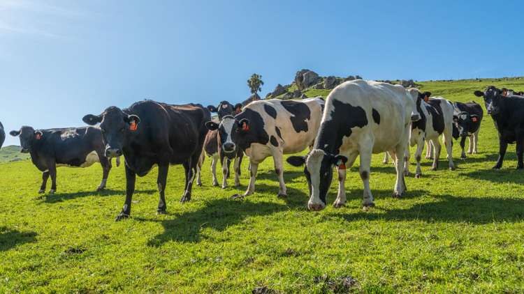 360 Quarry Road Loburn_9