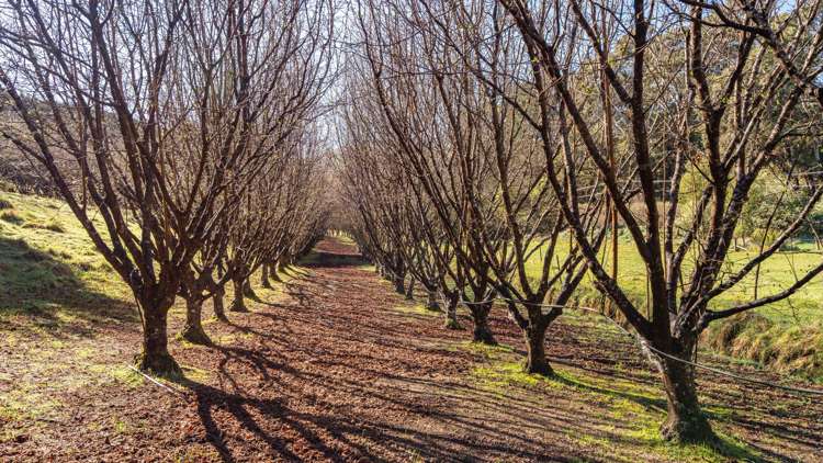 9 Harmans Track Little River_31