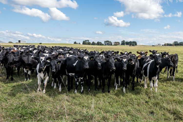 447 Otawhao Road Takapau_11