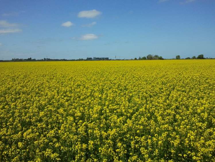 630 Grahams Road Willowby_3