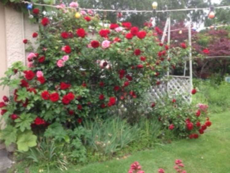 13 Shannon Street Alexandra_21