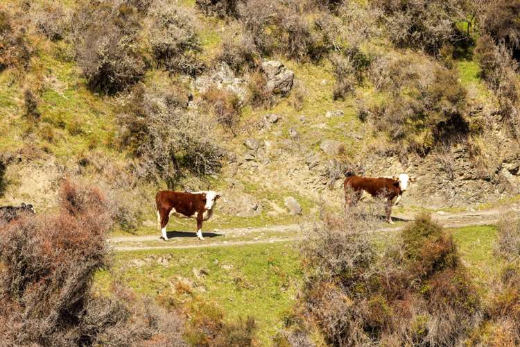 4098 Waihopai Valley Road Waihopai Valley_17