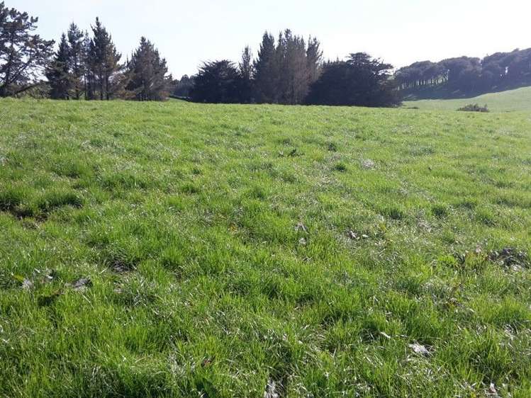 346 Rugby Road Tariki_51