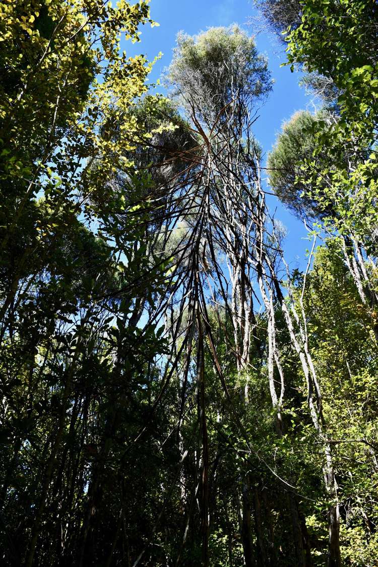 Lot 1 South Terrace Road Karamea_11