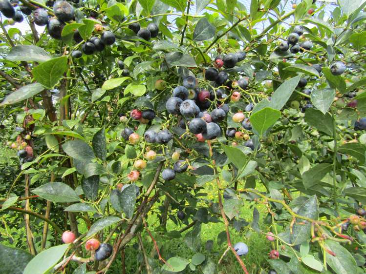 549a Seddon Road Gordonton_9