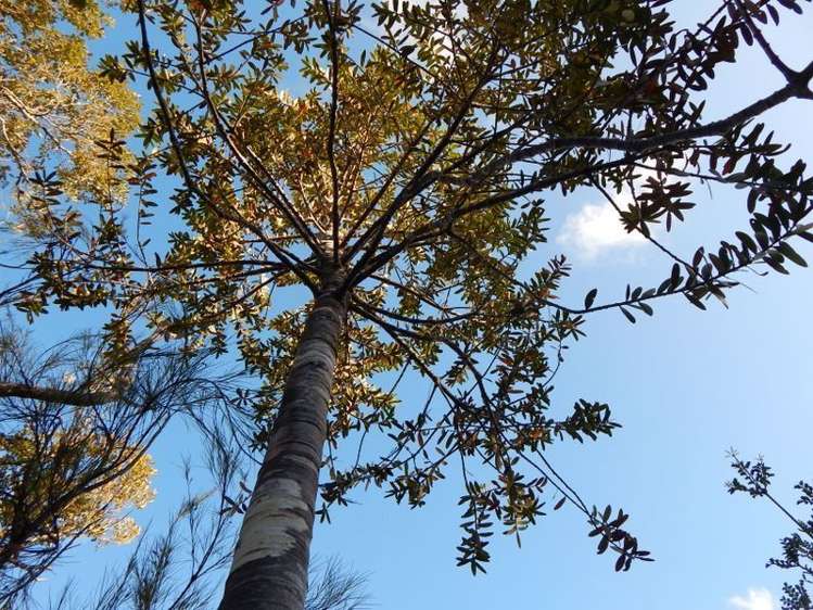 2084 Waiare Road Okaihau_18