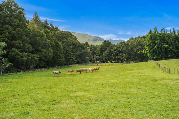 710 Sommerville Road Dargaville Surrounds_2