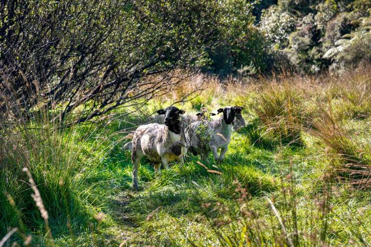 29 Tu Papaku Road Barrytown_35