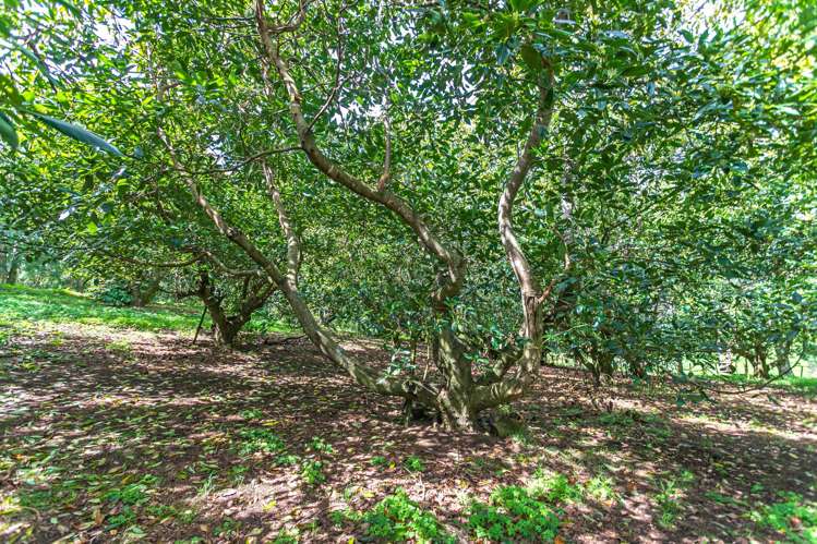 231 Walford Road Aongatete_27