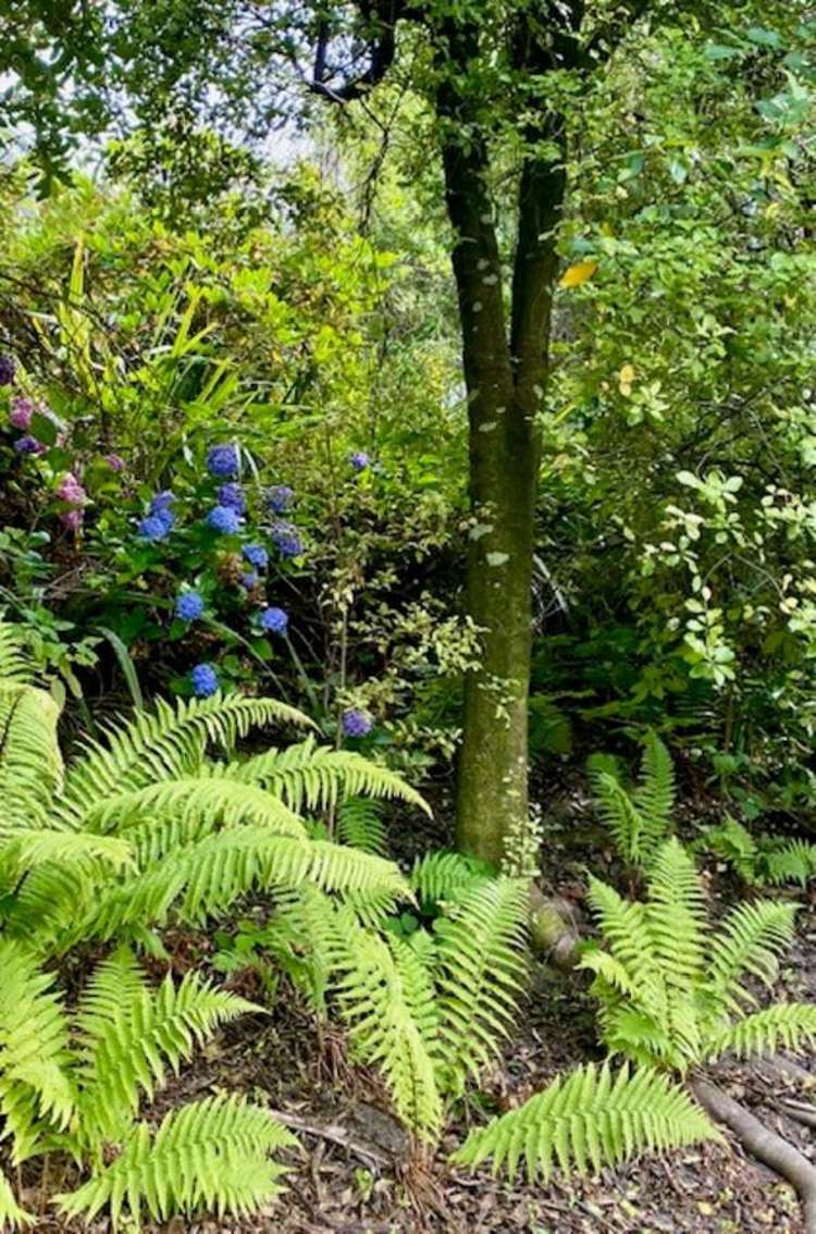 4a & 6 McIntosh Road Brighton_16