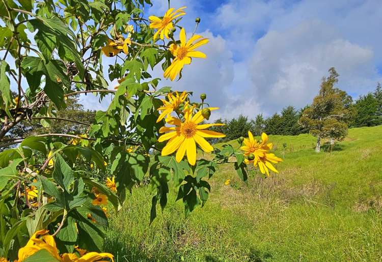 Lot lot 2 Koutu Loop Road Opononi_15