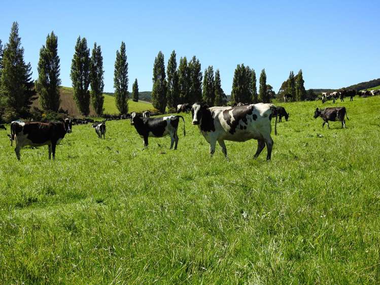 1101+1028 Otautau Tuatapere Road Merrivale_14