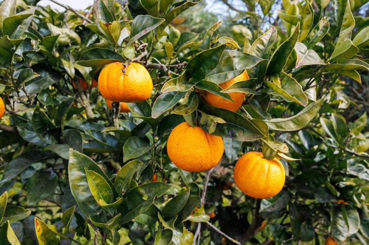 366 Motuiti Road Foxton_36