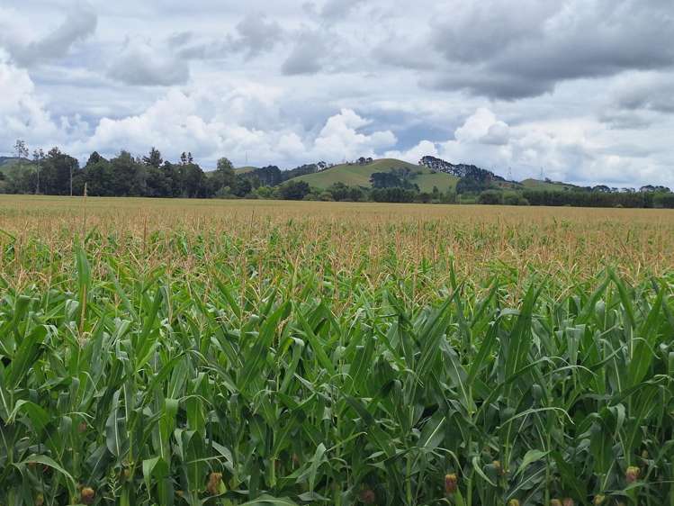 927 Taniwha Road Waerenga_12